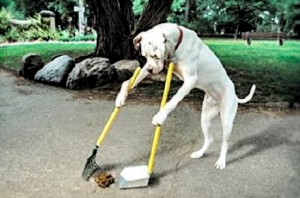 20150207-dog_scooping_poop