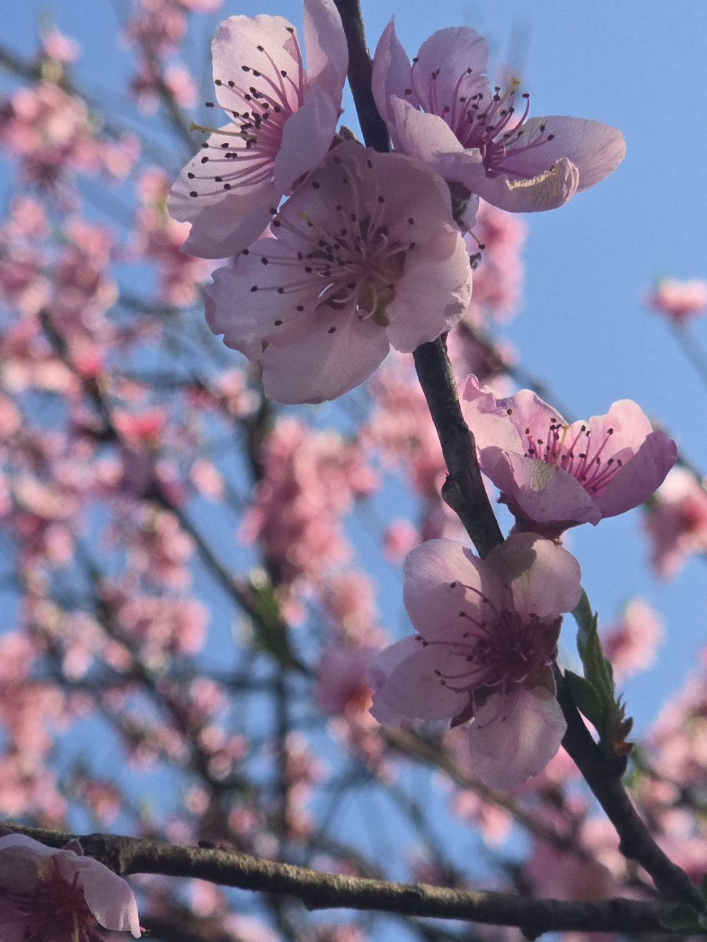 666521384_1344358974178195_7708404209765040814_n